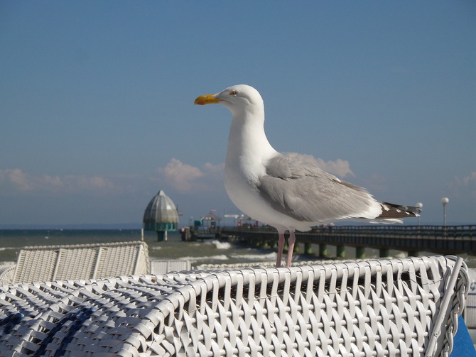 Ferienwohnung in Grömitz - Ferienparadies Grömitz - Strandkorbgast