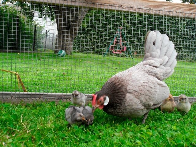 Ferienwohnung in Fehmarn OT Todendorf - Ferienhof Manowski Nr.1 - Bild 14