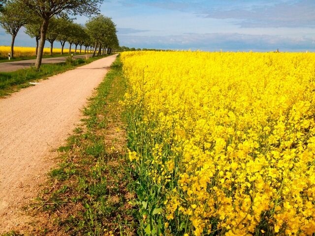 Ferienwohnung in Fehmarn OT Sulsdorf - Bauerhof Kleingarn - Bauernhus 11 - Bild 20