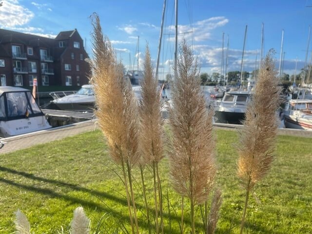 Ferienwohnung in Ueckermünde - Lagunenstadt am Haff Fewo 207 - Ducht - Bild 10