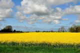 Ferienwohnung in Fehmarn - S&uuml;dwind - Bild 17