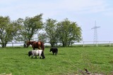 Ferienwohnung in Klaustorf - Lütte Deern (Whg. 3) - Bild 25