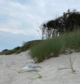 Ferienwohnung in Ostseeheilbad Zingst - Ostseeresidenz - App. 08 Meeresrauschen - Bild 21