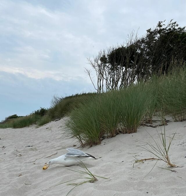 Ferienwohnung in Ostseeheilbad Zingst - Ostseeresidenz - App. 08 Meeresrauschen - Bild 21