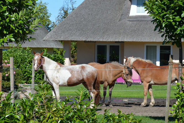 Ferienhaus in Fehmarn OT Staberdorf - Reetdachhaus 6, inkl. 2 Parkpl&auml;tze - Bild 18