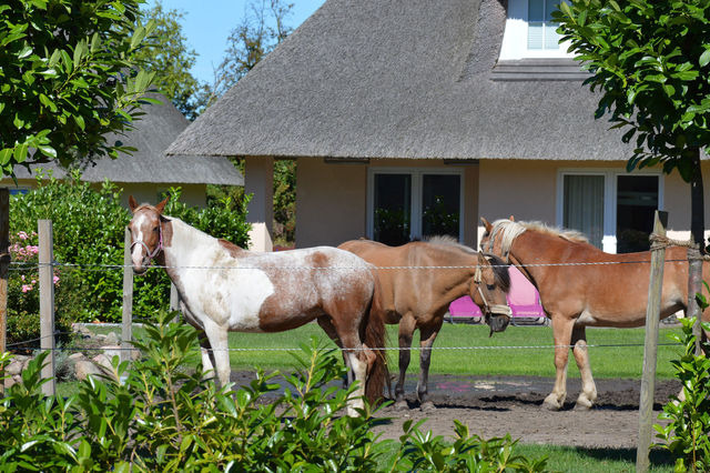 Ferienhaus in Fehmarn OT Staberdorf - Reetdachkate, inkl. 2 Parkpl&auml;tze - Bild 18