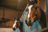 Ferienwohnung in Fehmarn OT Westermarkelsdorf - Windhauch - Bild 16