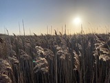 Ferienhaus in Fehmarn - Ferienhaus Strandliebe ( FH3) - Bild 15