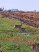 Ferienwohnung in Fehmarn - Ferienwohnung Wildblume - Bild 18