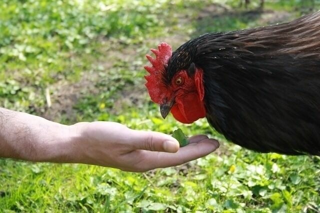 Ferienwohnung in Carinerland - Fewo Kerzenzimmer - Märchen aus Wachs und Flamme - Bild 14 Ferienwohnung in Carinerland - Fewo Kerzenzimmer - Märchen aus Wachs und Flamme - Bild 14