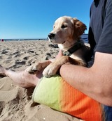 Ferienwohnung in Riepsdorf - Urlaub mit Hund - aktuell noch freie Kapazit&auml;ten im Sommer! - Bild 10