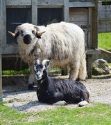 Ferienwohnung in Fehmarn OT Staberdorf - Landhaus 3, inkl. 1 Parkplatz - Bild 10