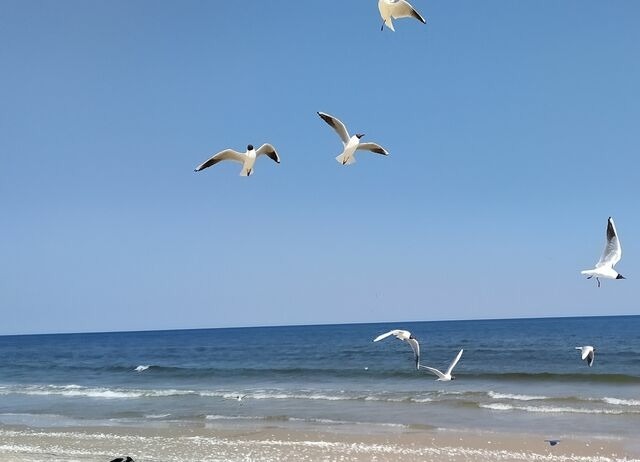 Ferienwohnung in Zinnowitz - Ostseeoase Zinnowitz - Bild 18