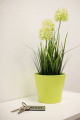 Ferienwohnung in Fehmarn - Fewo Krabbe - Bild 15