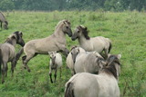 Ferienwohnung in Gelting-Niesgrau - Ferienwohnung Bambuswald Ferienhof Geltinger Bucht - Bild 24