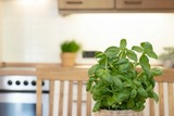 Ferienwohnung in Dahme - An der Aue 4a Albrecht - Bild 13