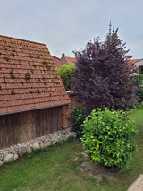 Ferienwohnung in Heiligenhafen - FeWo Todeskino "Strandgut" in Heiligenhafen - Bild 18