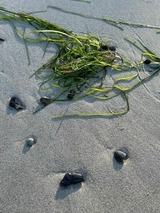 Ferienwohnung in Dranske - Kapit&auml;nskaj&uuml;te am Bakenberg- D21 - Bild 11