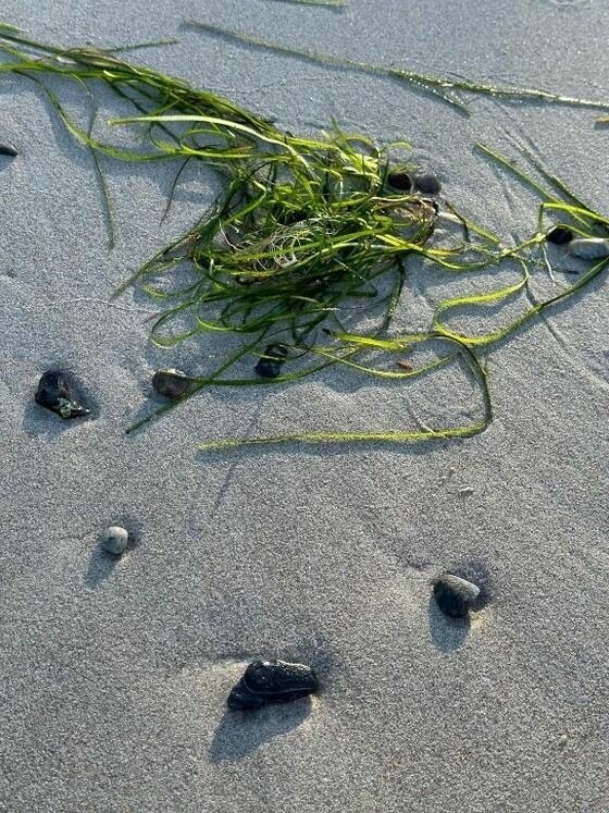 Ferienwohnung in Dranske - Kapit&auml;nskaj&uuml;te am Bakenberg- D21 - Bild 11