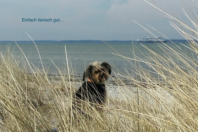 Ferienwohnung in Wendtorf - Whg. K&uuml;stenperle - Haus Nordlichter - Bild 7