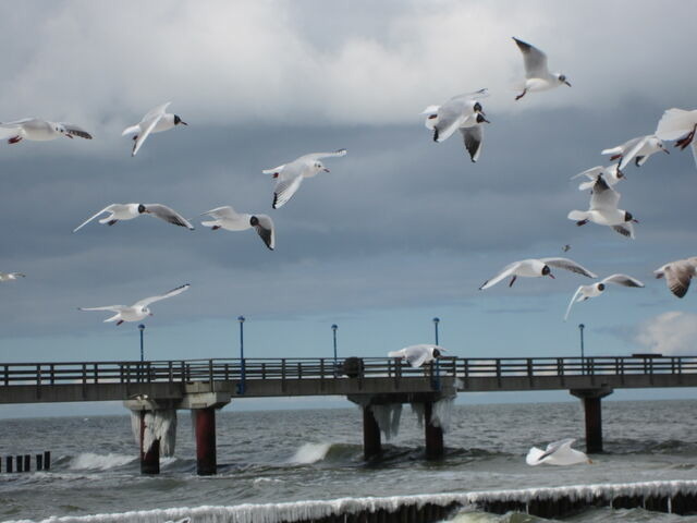 Ferienwohnung in Ostseeheilbad Zingst - Distel - Bild 21